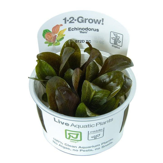 Echinodorus 'Reni' 1-2-Grow! - Living Aqua