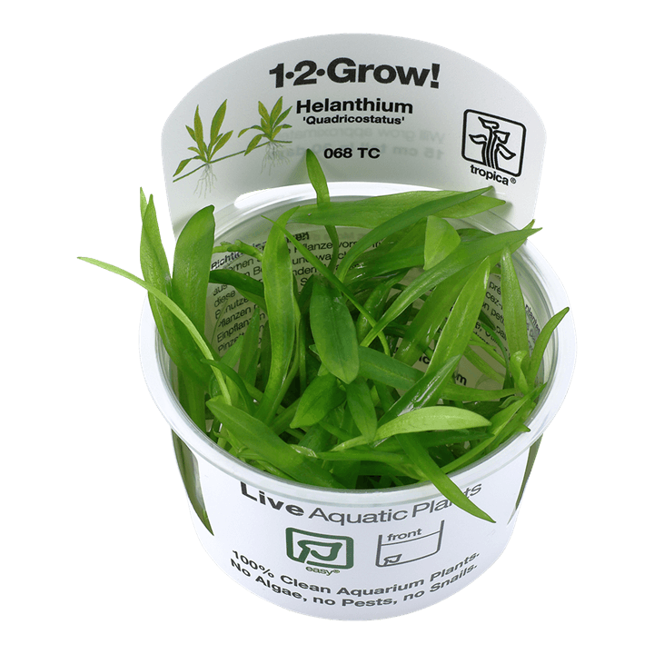 Helanthium bolivianum 'Quadricostatus' 1-2-Grow! - Living Aqua