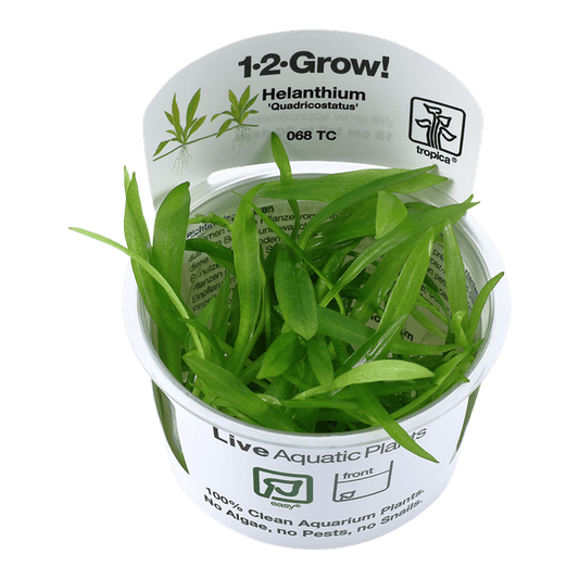 Helanthium bolivianum 'Quadricostatus' 1-2-Grow! - Living Aqua