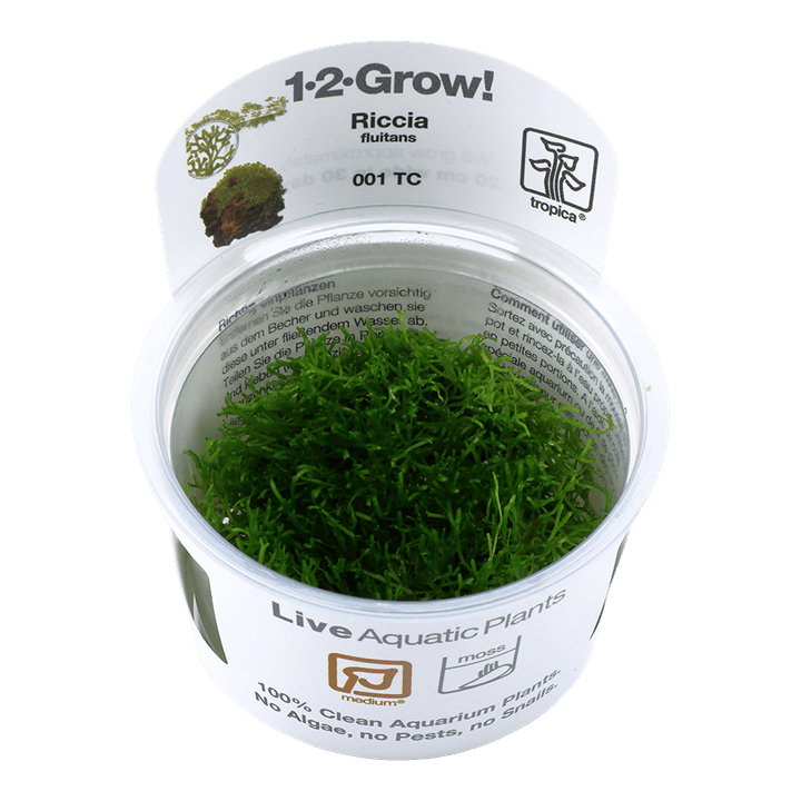 Riccia fluitans 1-2-Grow! - Living Aqua