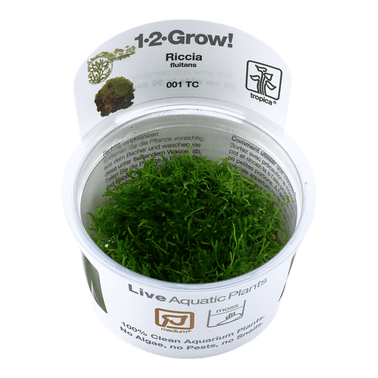 Riccia fluitans 1-2-Grow! - Living Aqua