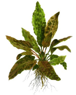 Cryptocoryne wendtii 'Tropica'