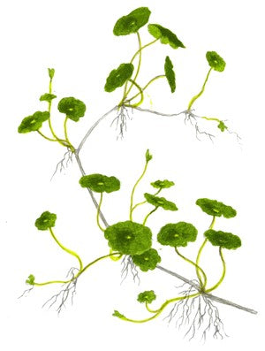 Hydrocotyle verticillata