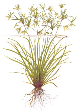 Cyperus helferi