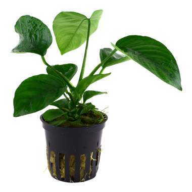 Anubias barteri var. caladiifolia