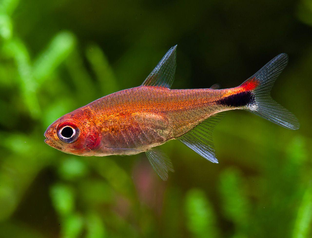 Axelrodia Riesei - Tetra Rubi - Living Aqua