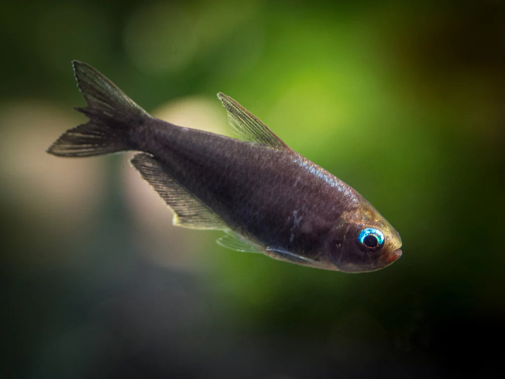 Nematobrycon Palmeri - Tetra Imperador Negro - Living Aqua