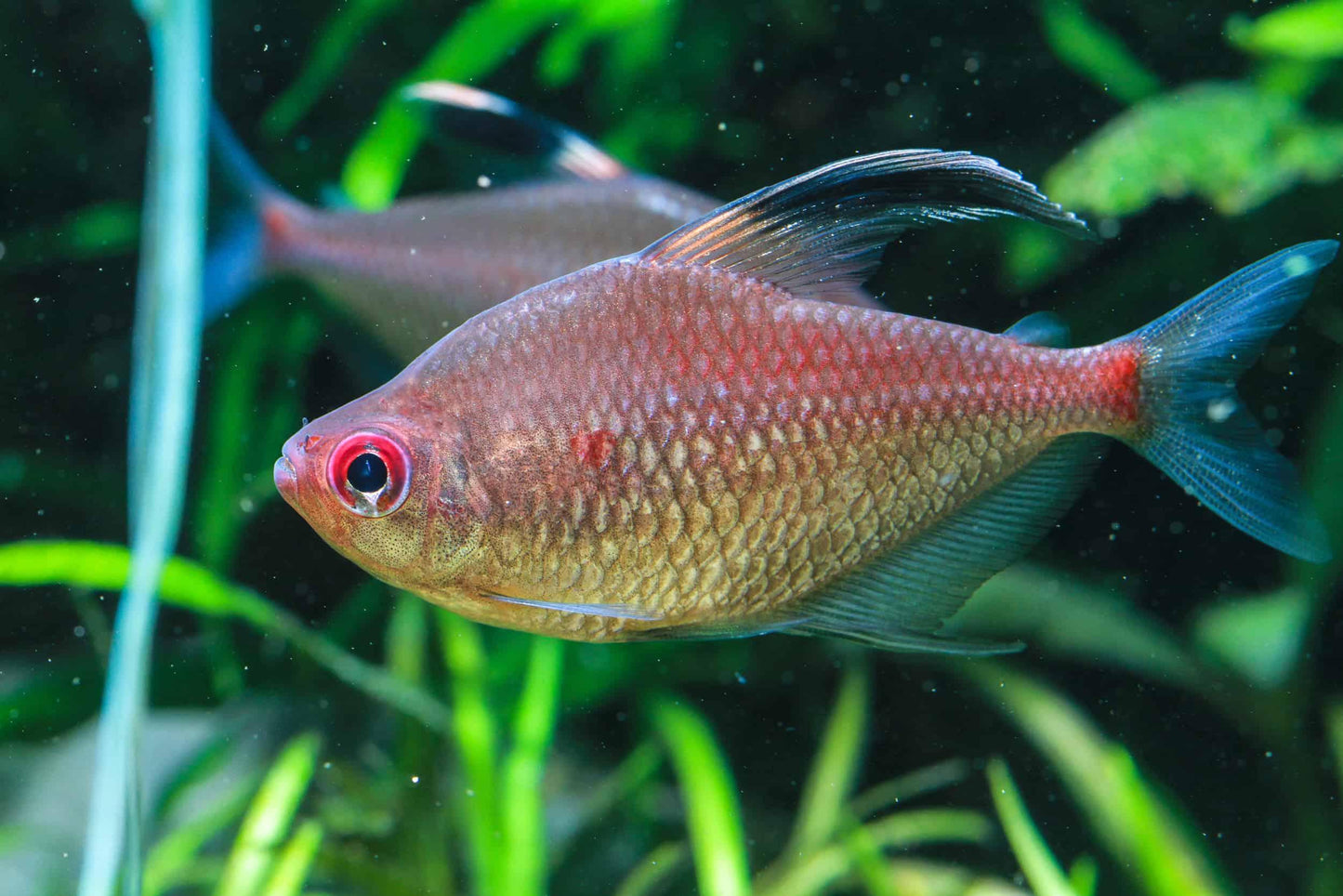 Hyphessobrycon Erythrostigma - Tetra Coração de Sangue - Living Aqua