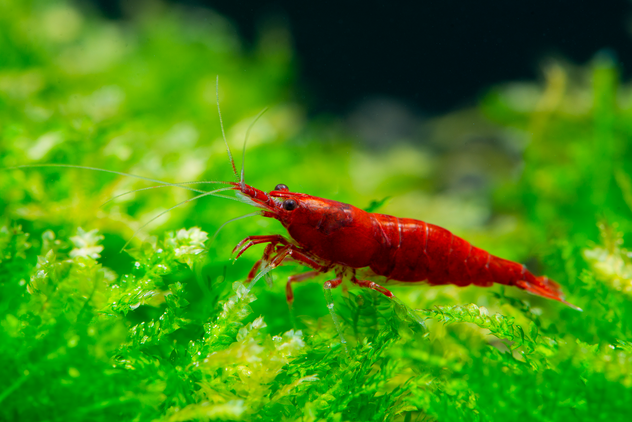 COMBO: 10+1 Amano Shrimp & 10+1 Bloody Mary Neocaridina Freshwater Shrimp - Beginner Friendly