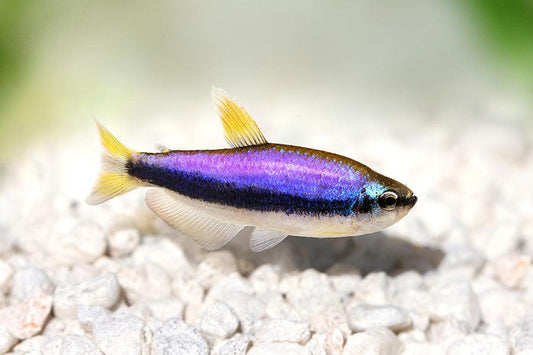 Impaichthys Kerri - Tetra Imperador Azul - Living Aqua