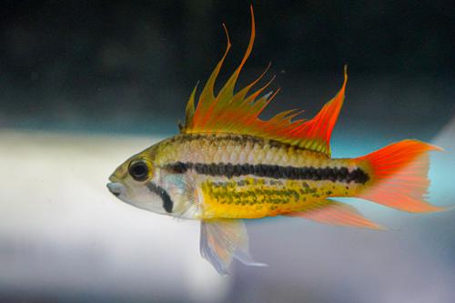 Apistogramma Cacatuoides Laranja