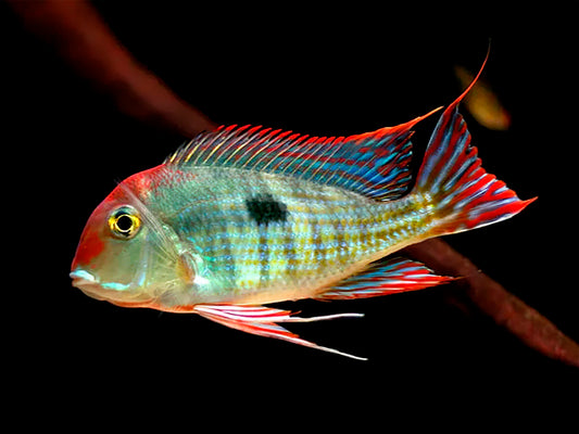 Geophagus Tapajós Red Head