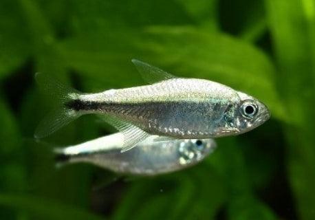 Hemigrammus Armstrongi - Tetra Gota De Mercurio - Living Aqua