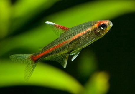 Hemigrammus Erythrozonus - Tetra Glowligth - Living Aqua