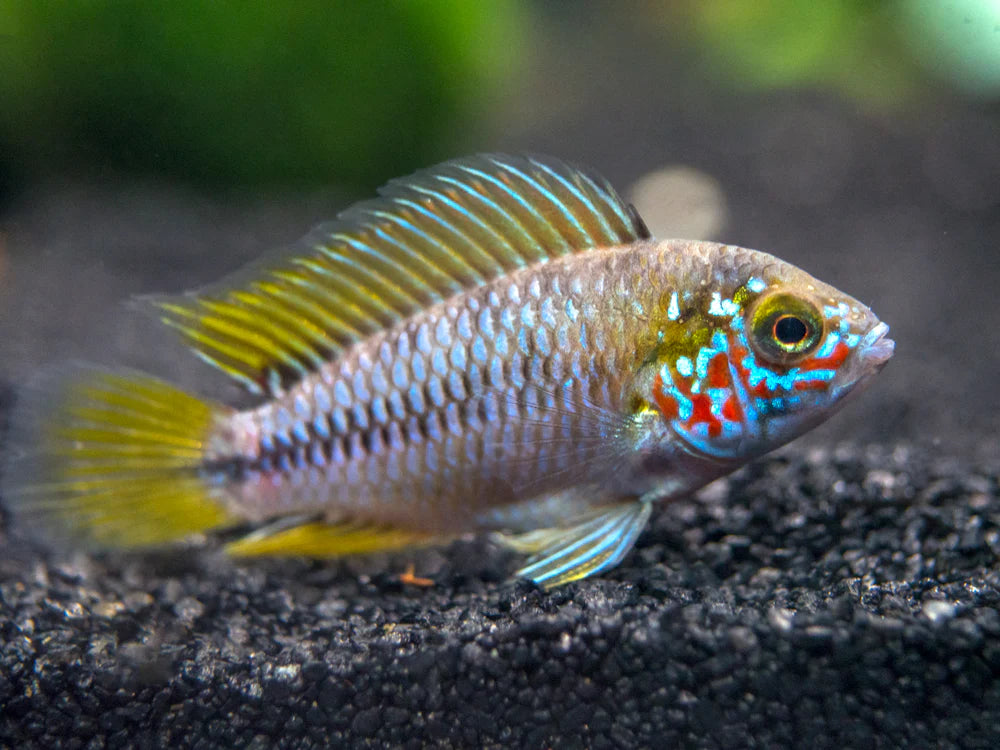 Apistogramma Borelli – Living Aqua