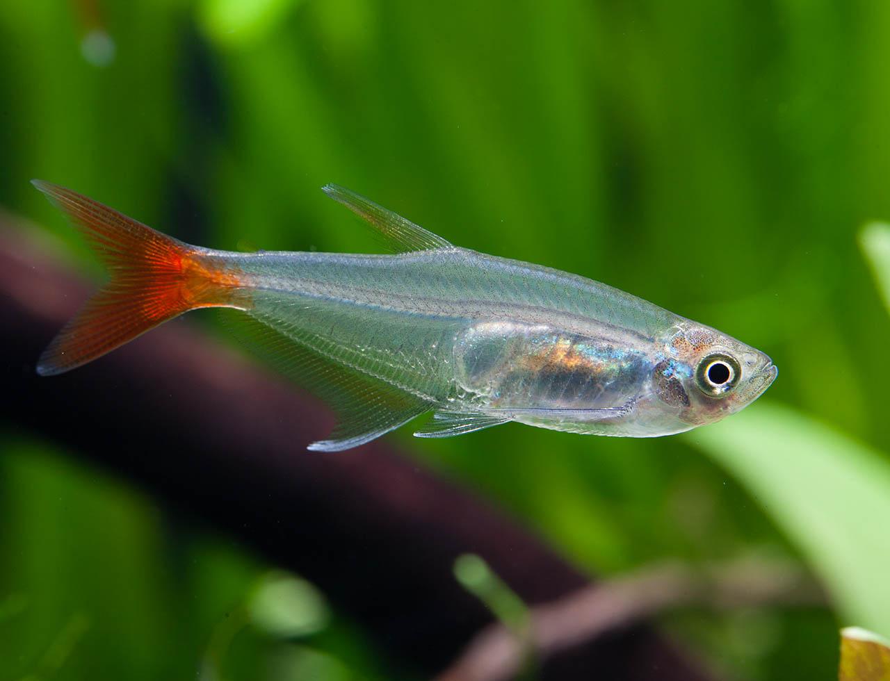 Prionobrama Filigera - Tetra Bloodfin - Living Aqua