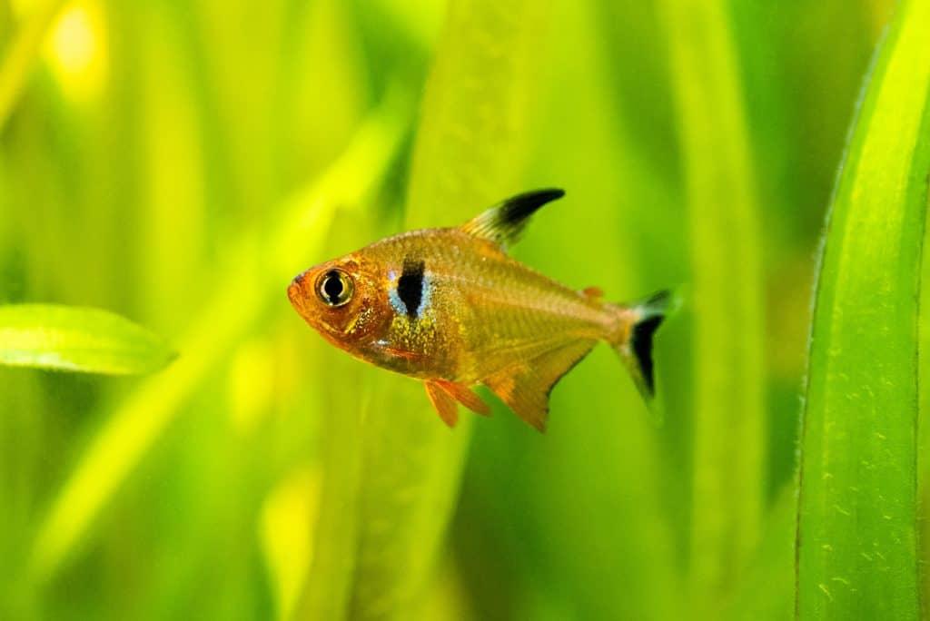 Hyphessobrycon Sweglesi - Tetra Fantasma Vermelho - Living Aqua