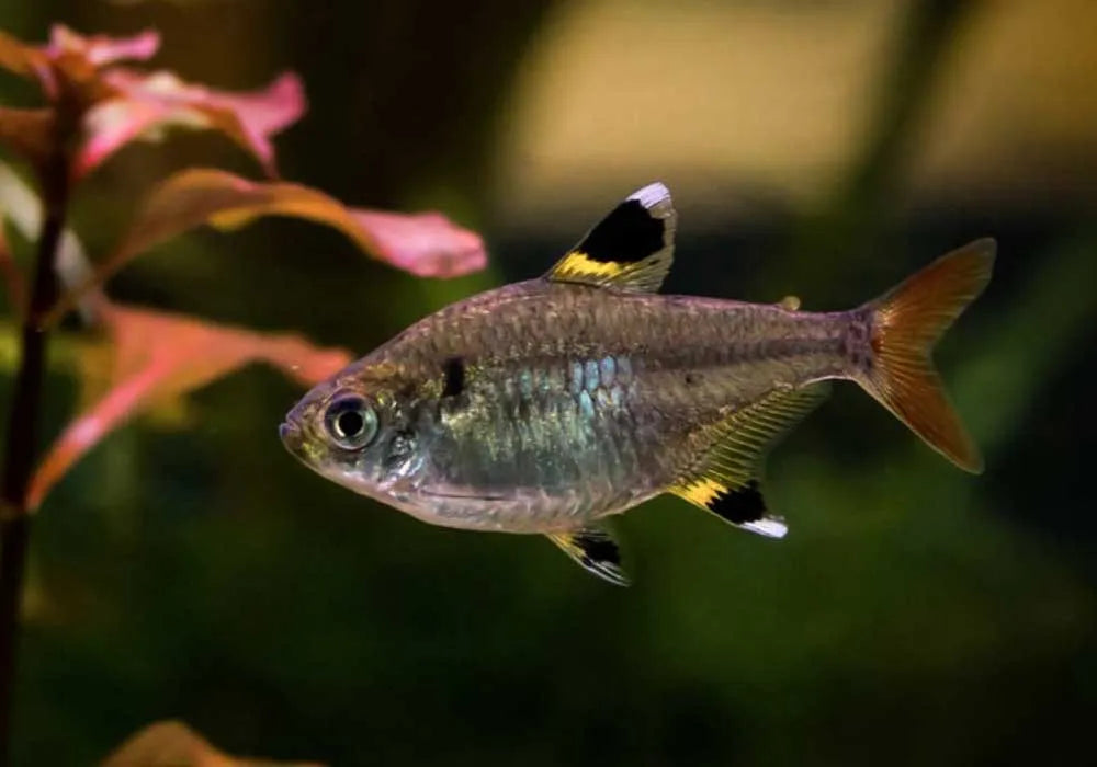 Pristella Maxilliaris - Tetra Pristella - Living Aqua