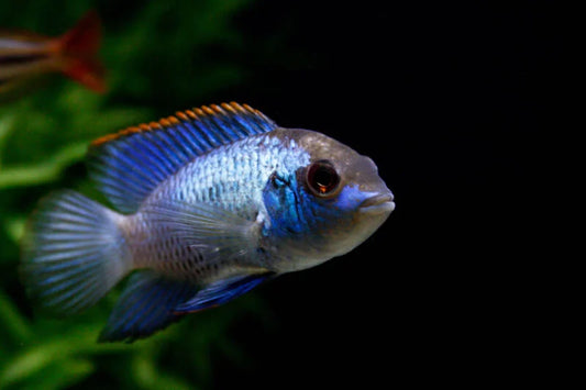 Audinoacara Pulcher Eletric Blue