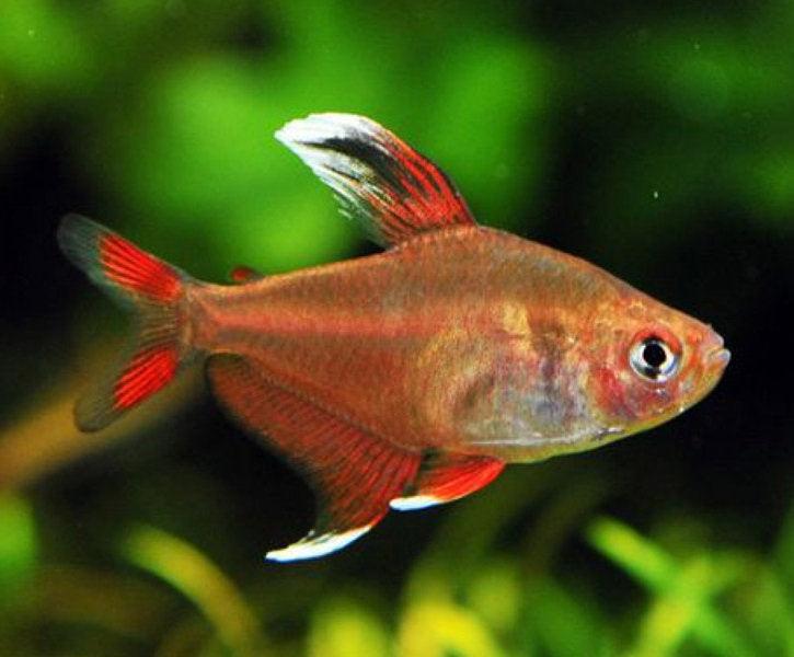 Hyphessobrycon Ornatus - Tetra Rosy - Living Aqua