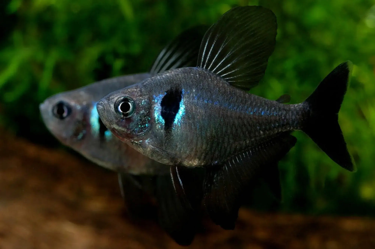 Hyphessobrycon Megalopterus - Tetra Fantasma Negro - Living Aqua