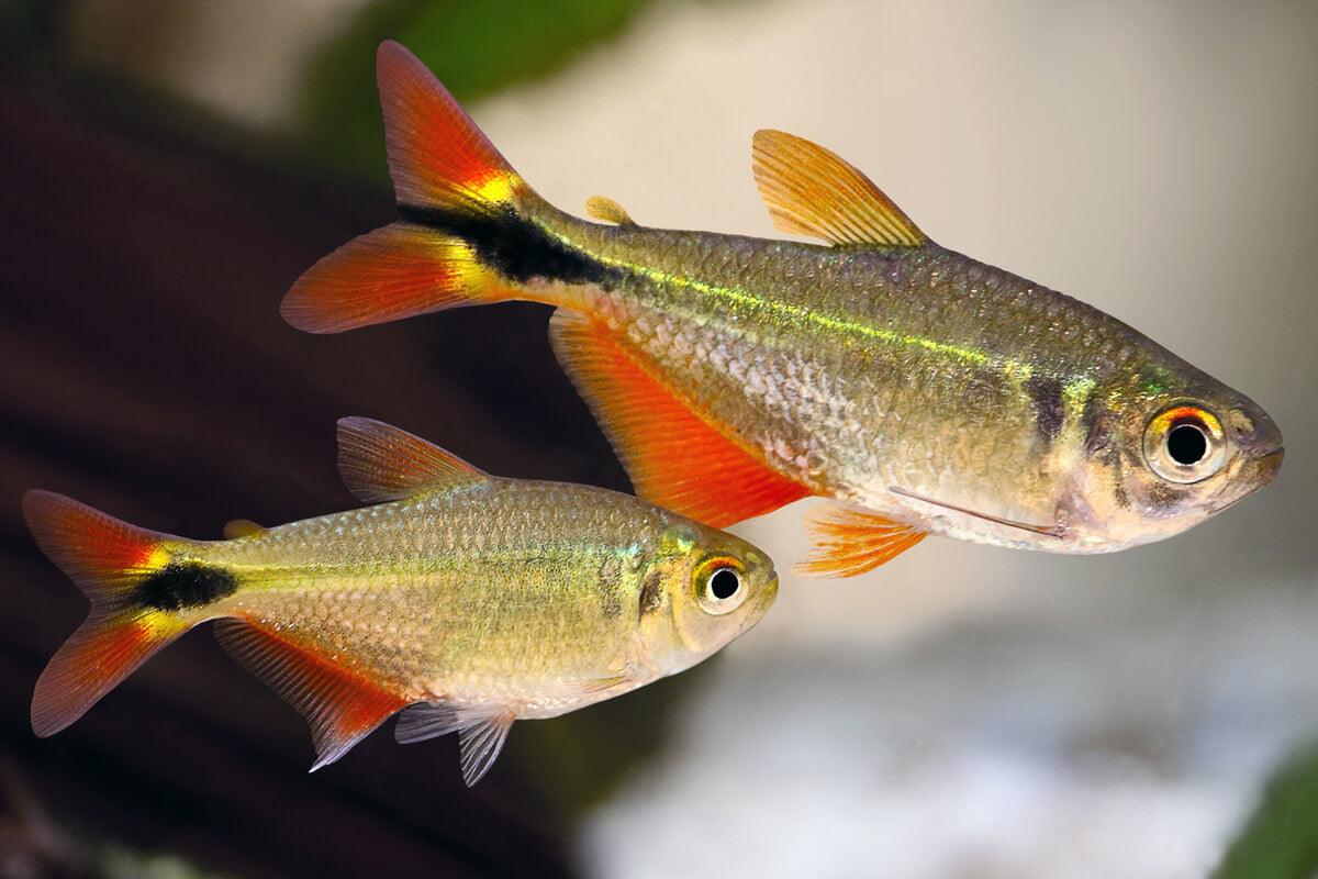 Hemigrammus Caudovittatus - Tetra Buenos Aires - Living Aqua