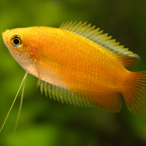 Trichogaster Chuna - Colisa Chuna - Living Aqua