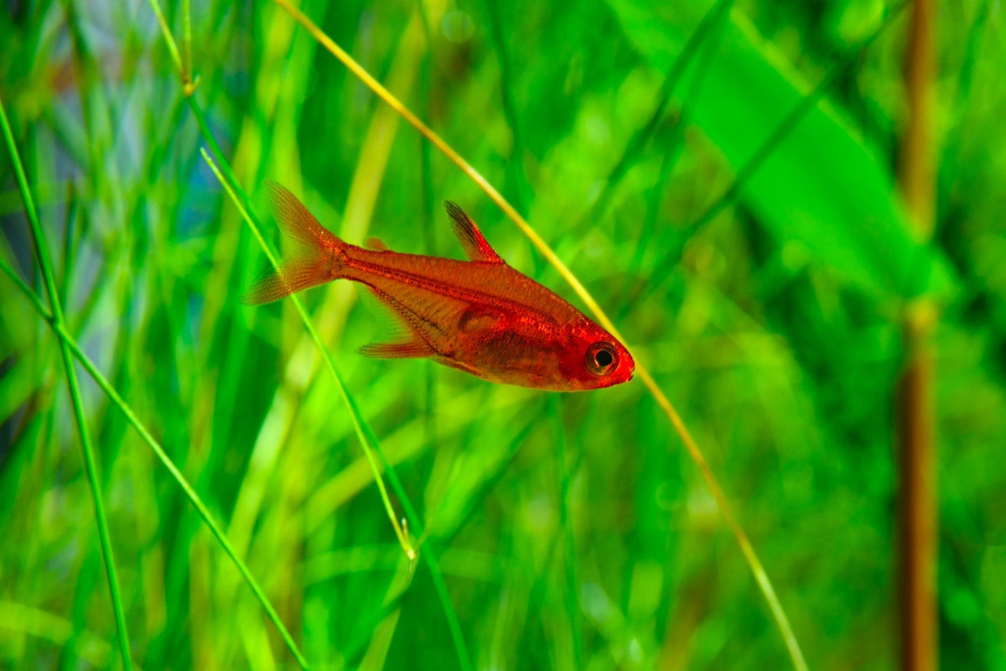 Hyphessobrycon Amandae - Tetra Amandae - Living Aqua