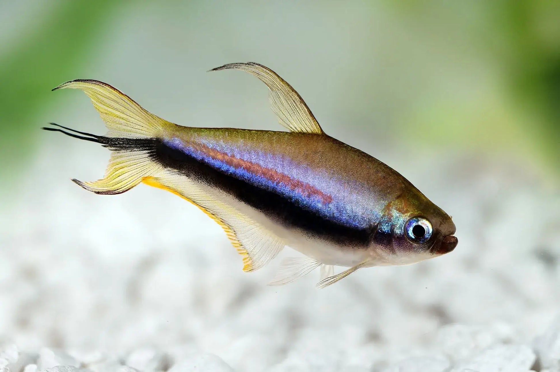 Nematobrycon Palmeri - Tetra Imperador - Living Aqua