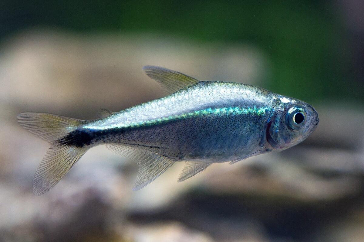 Hemigrammus Rodwayi - Tetra Ouro - Living Aqua