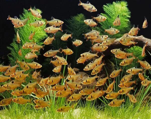 Hyphessobrycon Eques - Tetra Serpae - Living Aqua