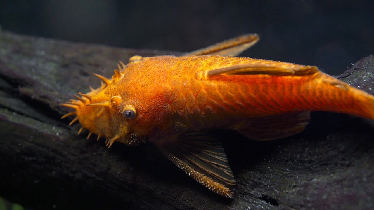 Super Red Bristlenose Pleco L144 — Home Bred Juveniles