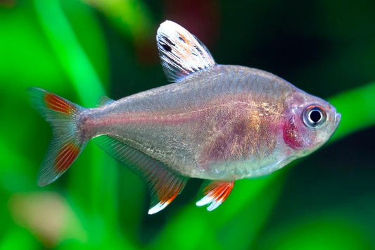 Hyphessobrycon Ornatus - Tetra Rosy De Barbatana Brancas - Living Aqua