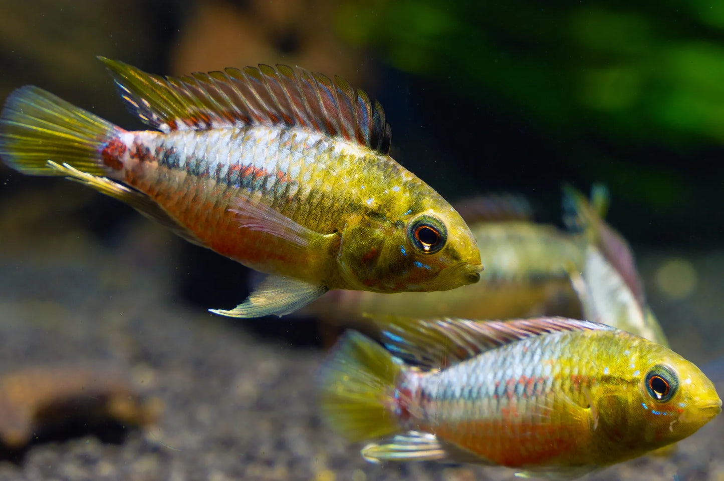 Apistogramma Hongsloi