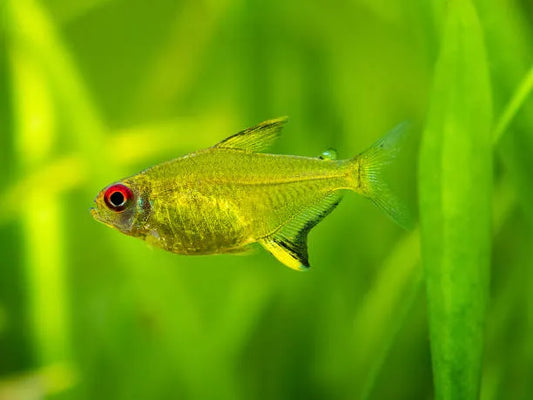 Hyphessobrycon Pulchripinnis - Tetra Limão - Living Aqua