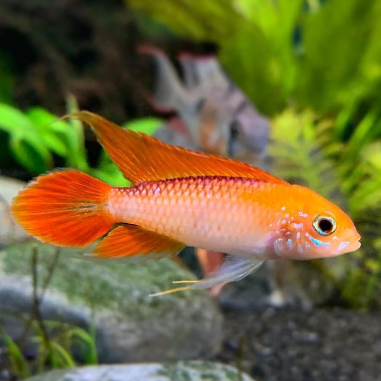 Apistogramma Agassizii Fire Red