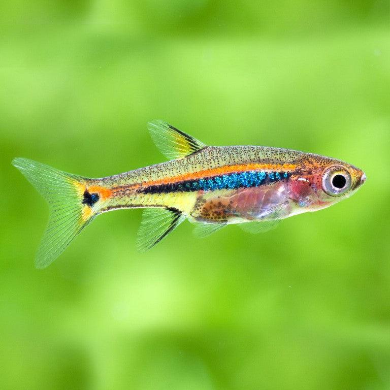 Mini Rasboras Rasboras – Living Aqua