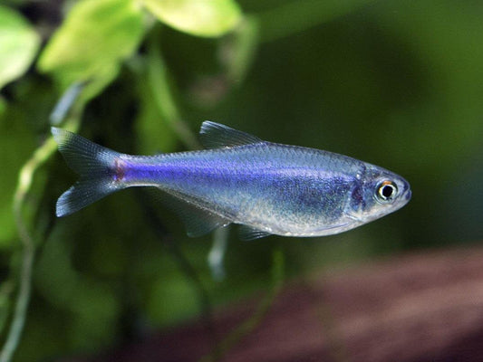 Boehlkea Fredcochui - Tetra Azul Real - Living Aqua